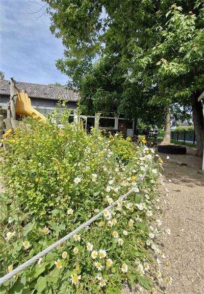Blühende Blumen im Außenbereich